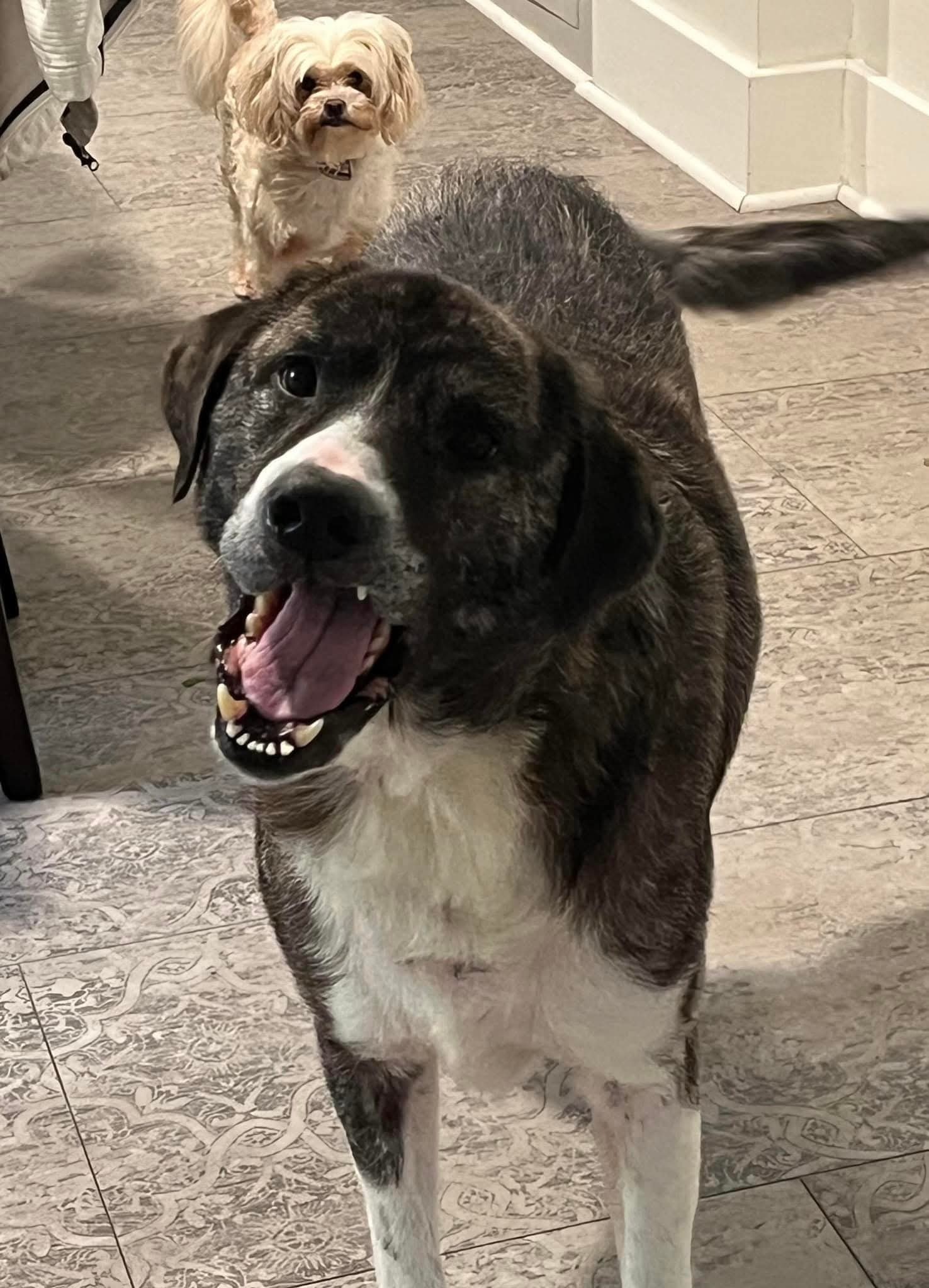 Baldwin - Big, Beautiful, Boy!