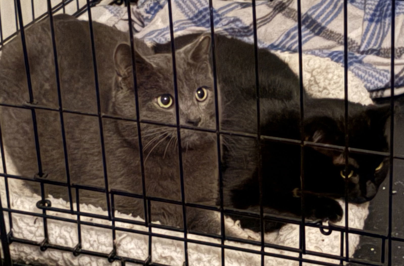 DEZY (BONDED WITH BOO BOO)
