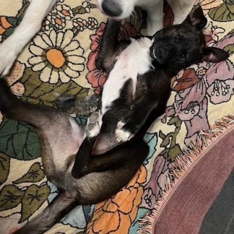 Scout, an adoptable Feist, Black Labrador Retriever in Rainbow City, AL, 35906 | Photo Image 2