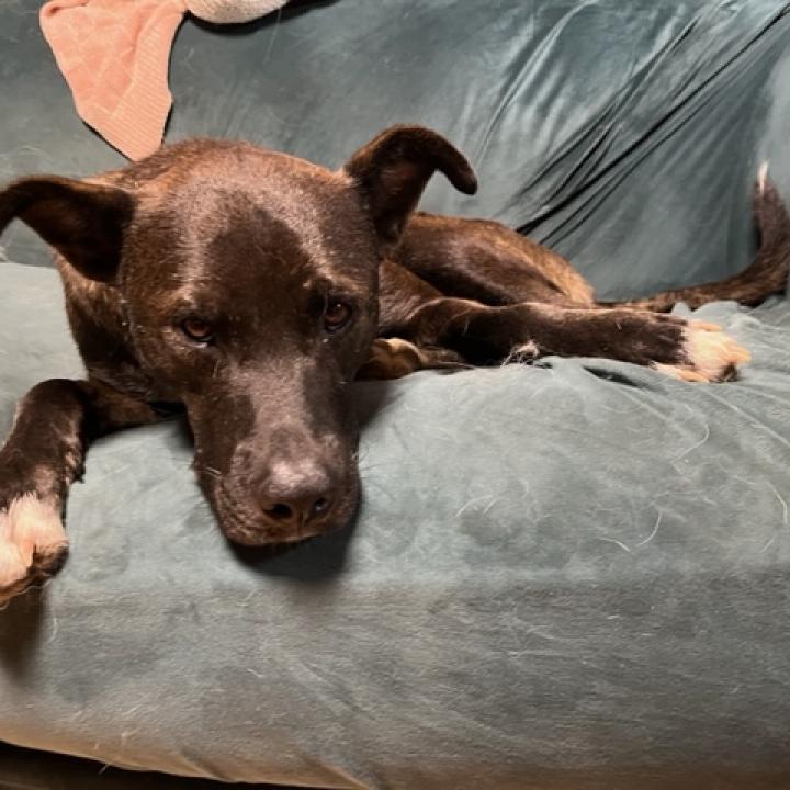 Scout, an adoptable Feist, Black Labrador Retriever in Rainbow City, AL, 35906 | Photo Image 3