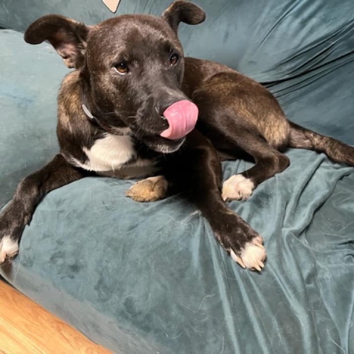 Scout, an adoptable Feist, Black Labrador Retriever in Rainbow City, AL, 35906 | Photo Image 4