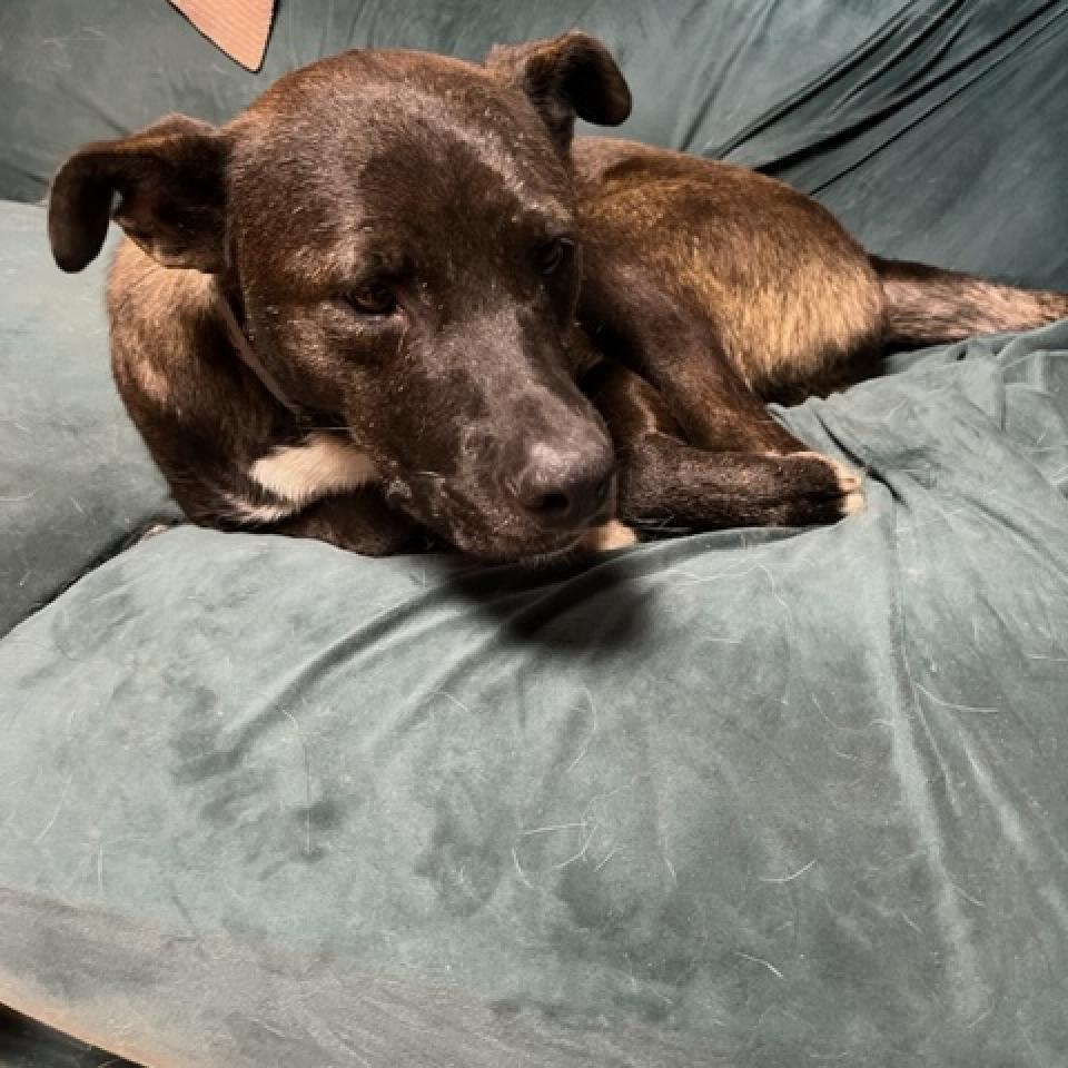 Scout, an adoptable Feist, Black Labrador Retriever in Rainbow City, AL, 35906 | Photo Image 5