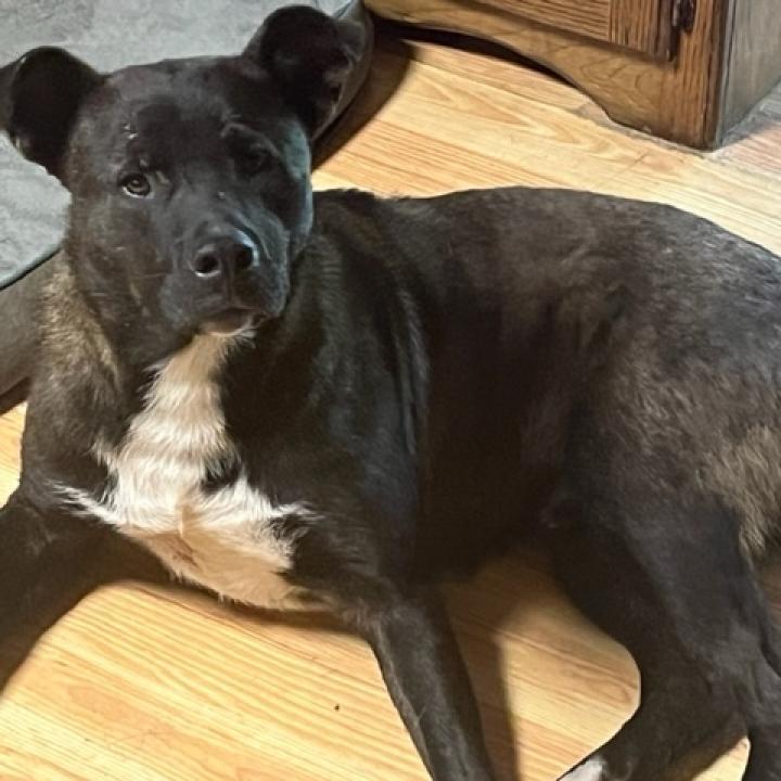 Scout, an adoptable Feist, Black Labrador Retriever in Rainbow City, AL, 35906 | Photo Image 5