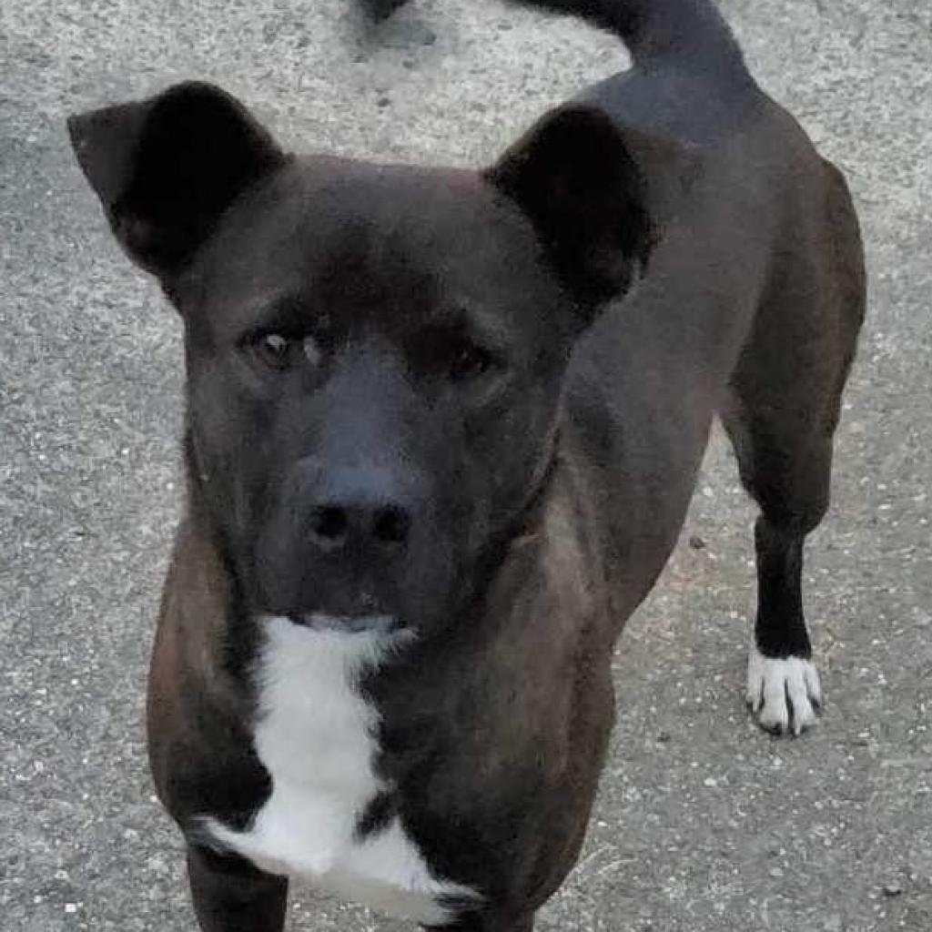 Scout, an adoptable Feist, Black Labrador Retriever in Rainbow City, AL, 35906 | Photo Image 7