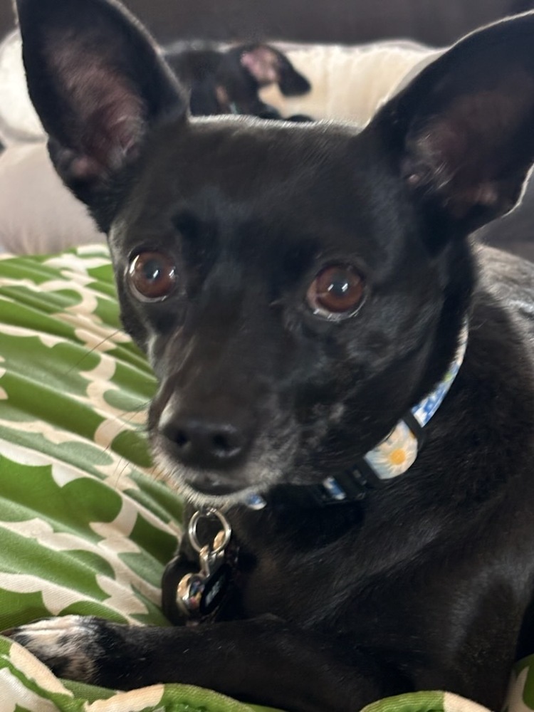 Maggie (Eve)