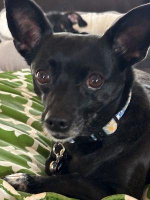 Maggie (Eve), Adult Female Chihuahua