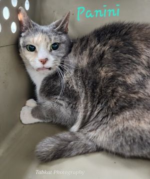 Panini, Senior Female unknown