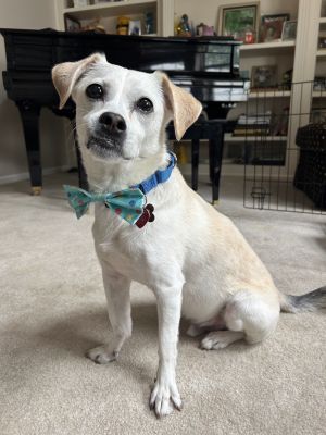 Sancho, Senior Male unknown