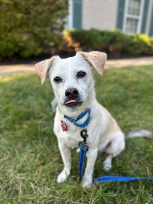 Sancho, Senior Male unknown