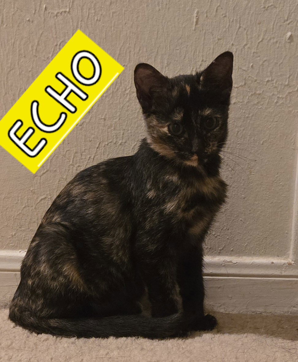 ECHO