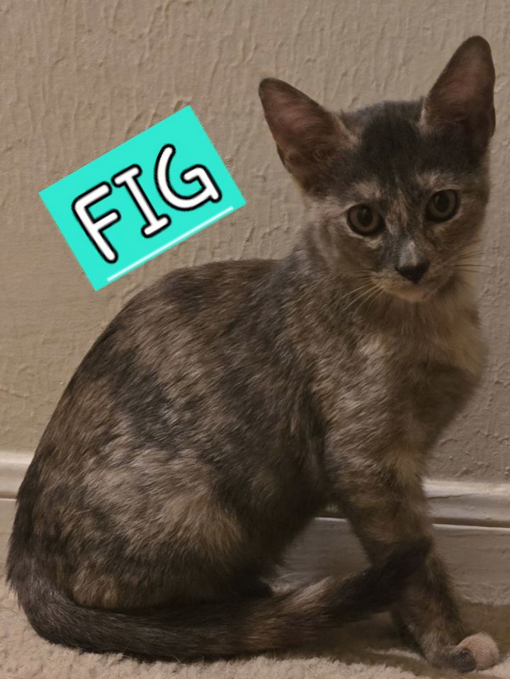 FIG 1
