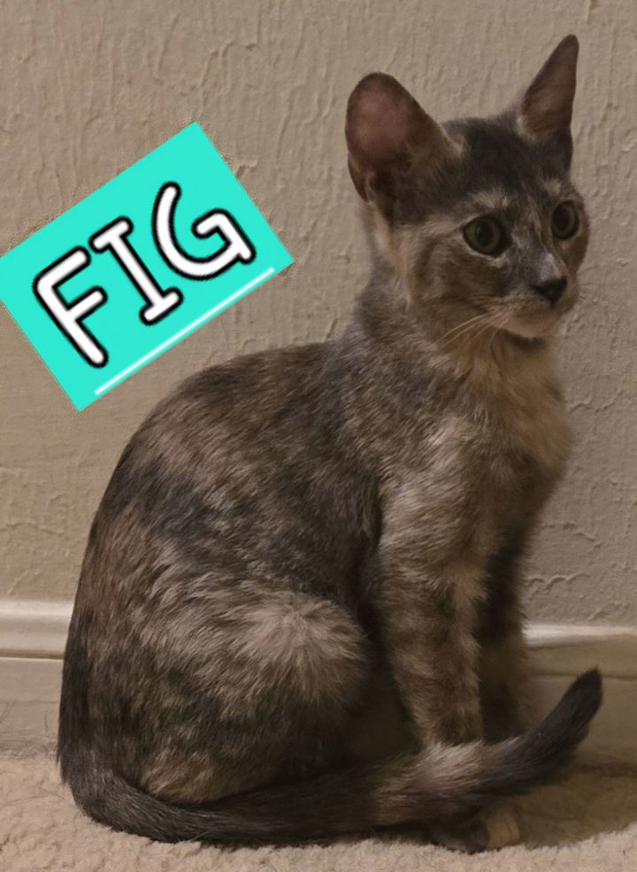 FIG 2
