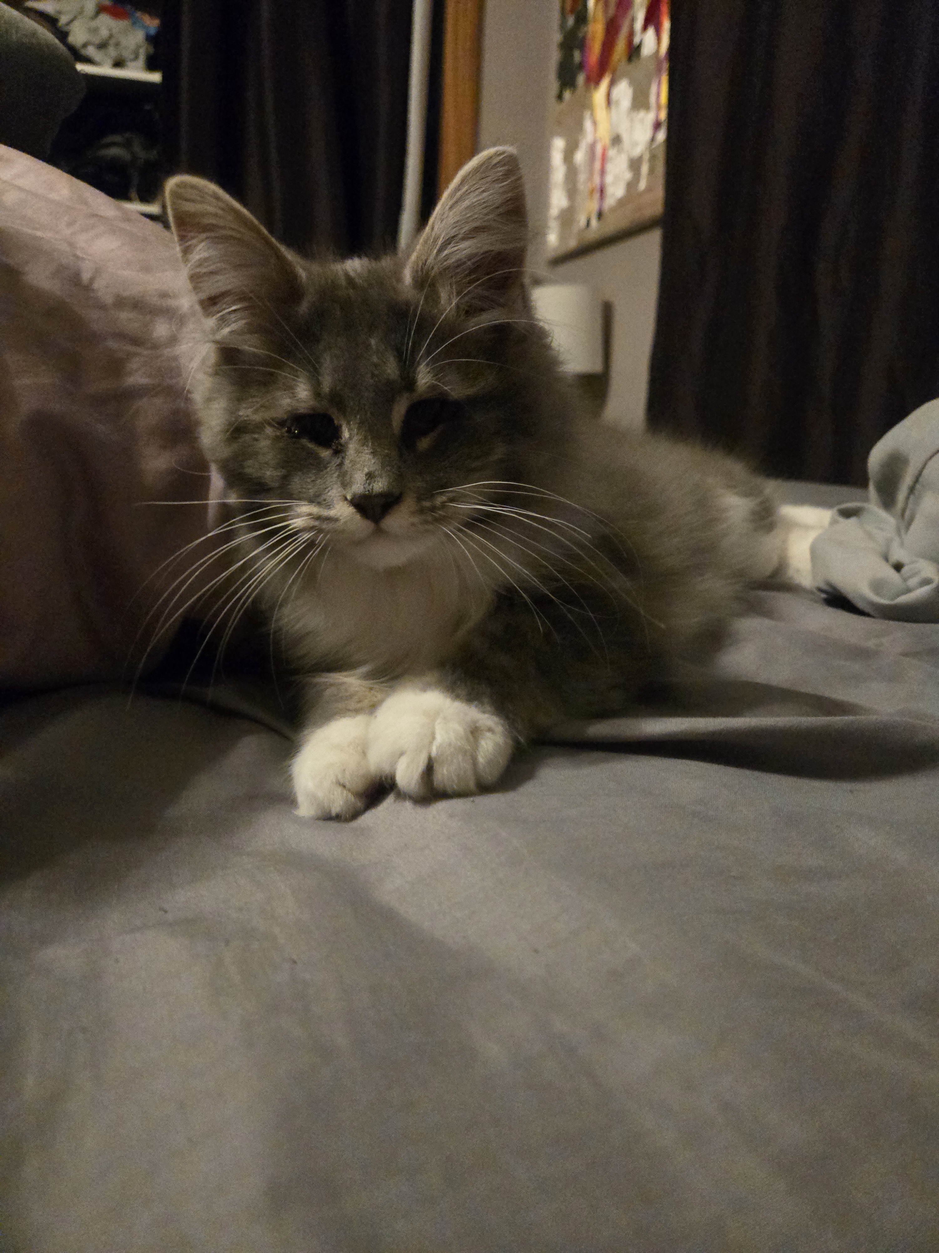 Mamba, an adoptable Domestic Long Hair in Reeseville, WI, 53579 | Photo Image 1