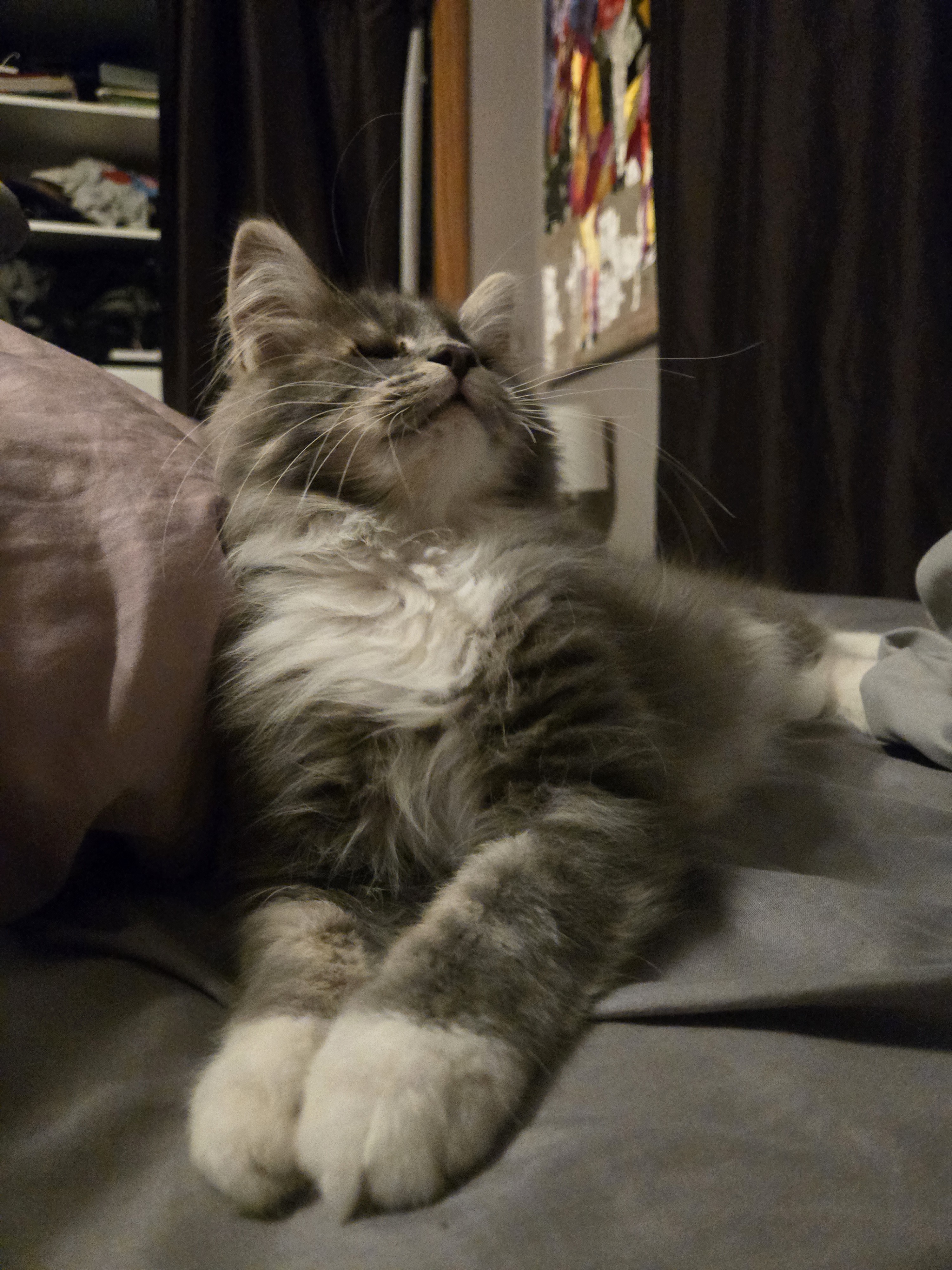 Mamba, an adoptable Domestic Long Hair in Reeseville, WI, 53579 | Photo Image 2