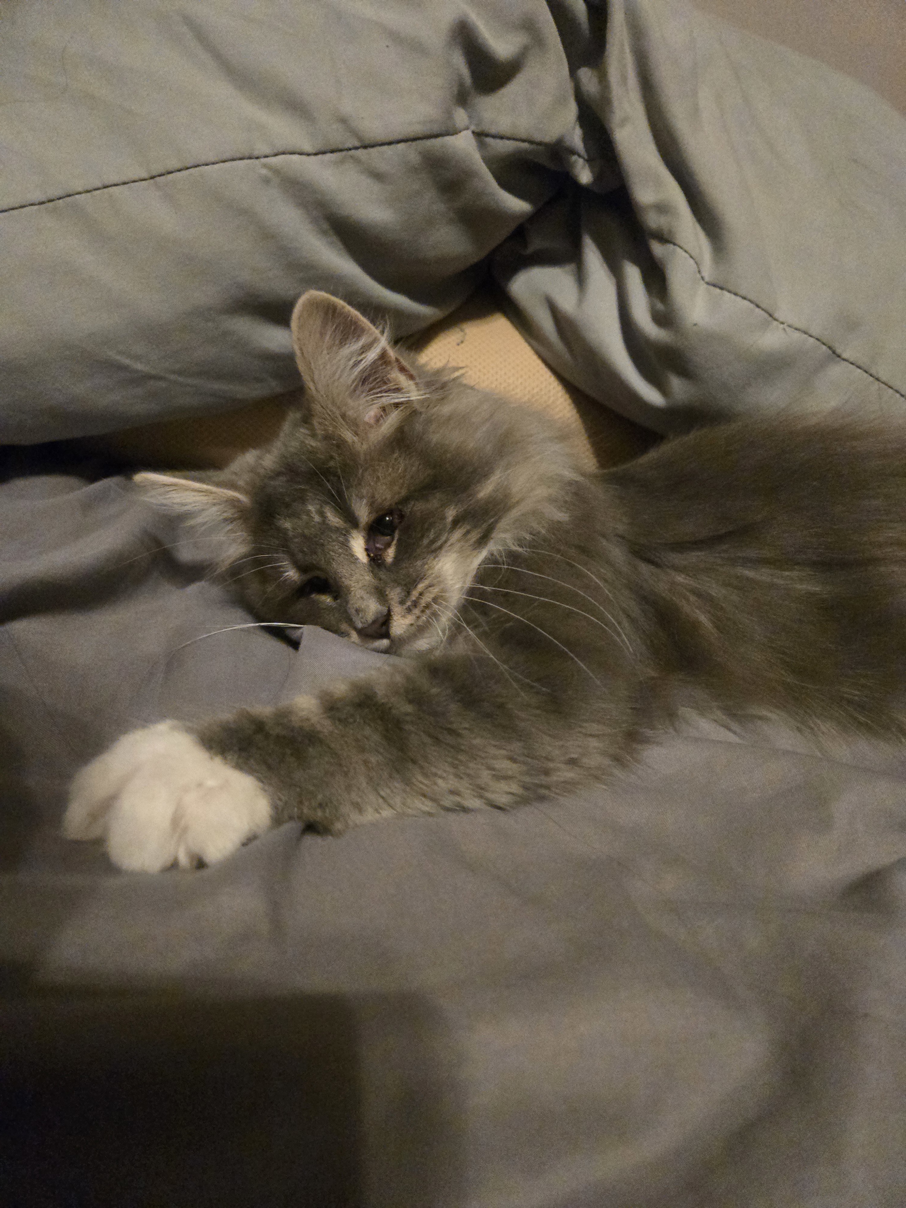 Mamba, an adoptable Domestic Long Hair in Reeseville, WI, 53579 | Photo Image 3