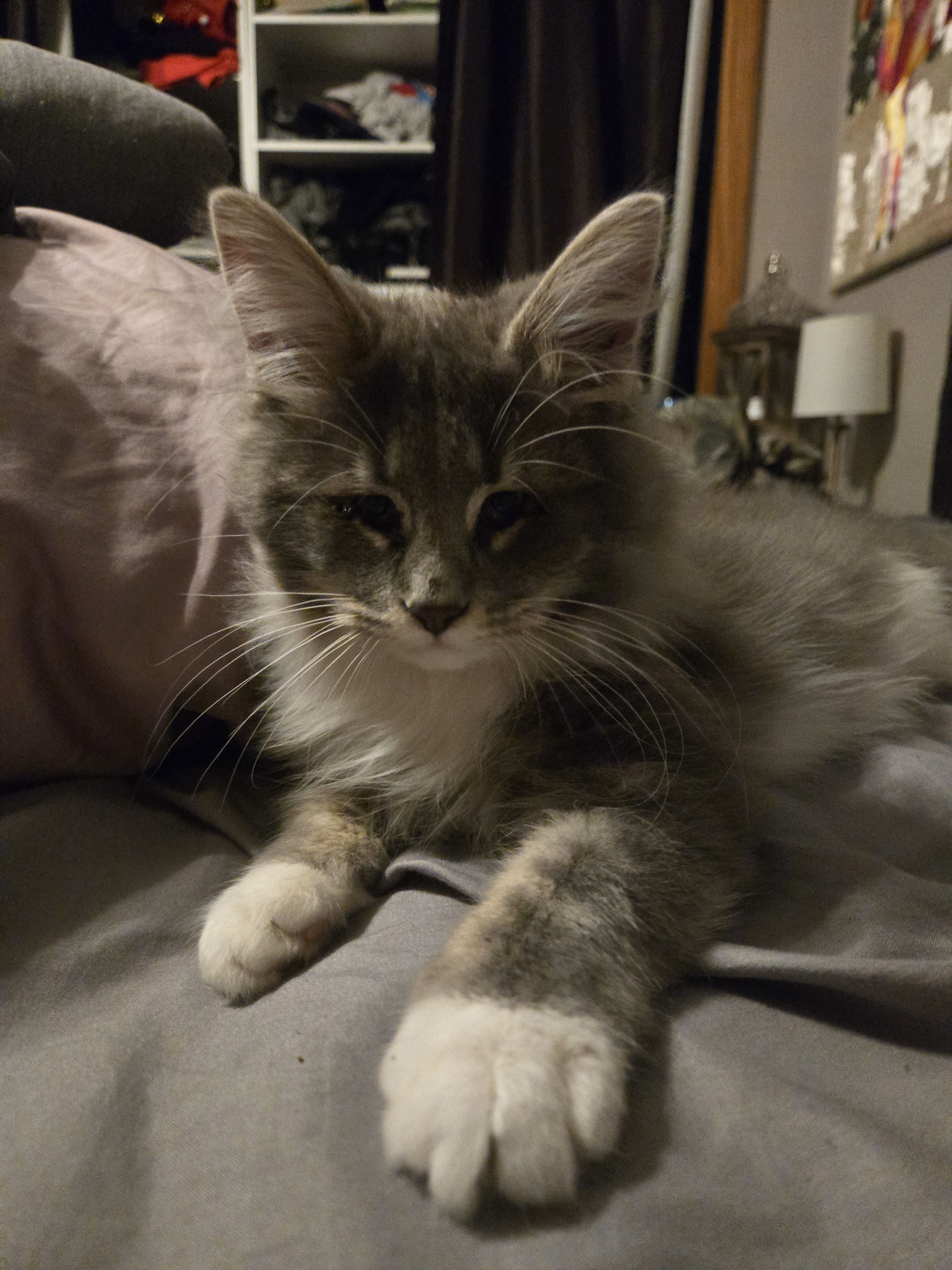 Mamba, an adoptable Domestic Long Hair in Reeseville, WI, 53579 | Photo Image 4