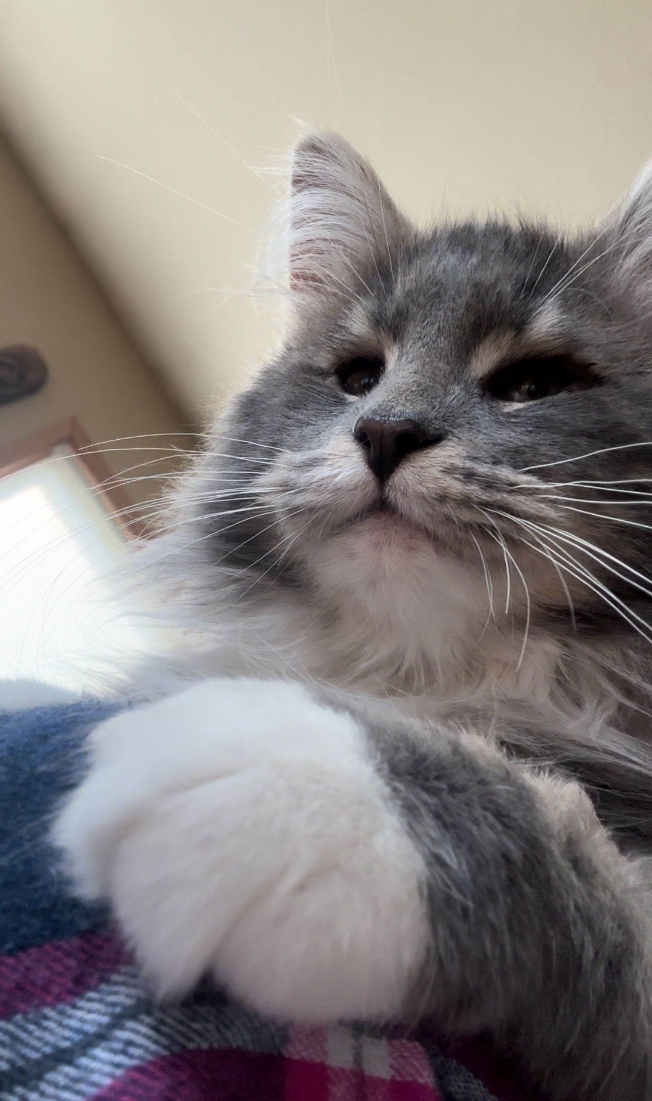 Mamba, an adoptable Domestic Long Hair in Reeseville, WI, 53579 | Photo Image 5