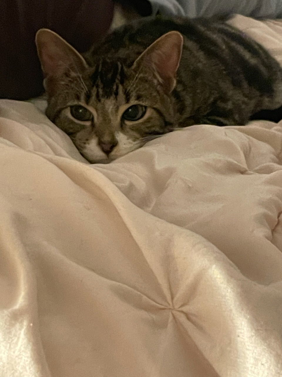 Churro, an adoptable Domestic Short Hair in Fort Collins, CO, 80524 | Photo Image 1