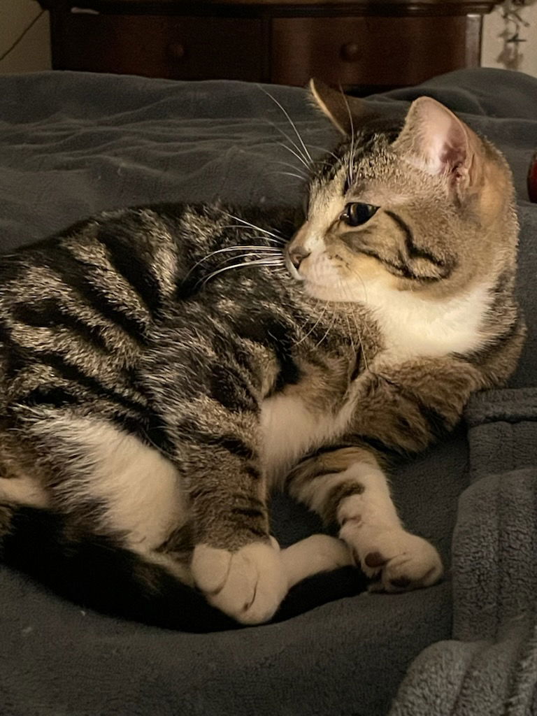 Churro, an adoptable Domestic Short Hair in Fort Collins, CO, 80524 | Photo Image 2