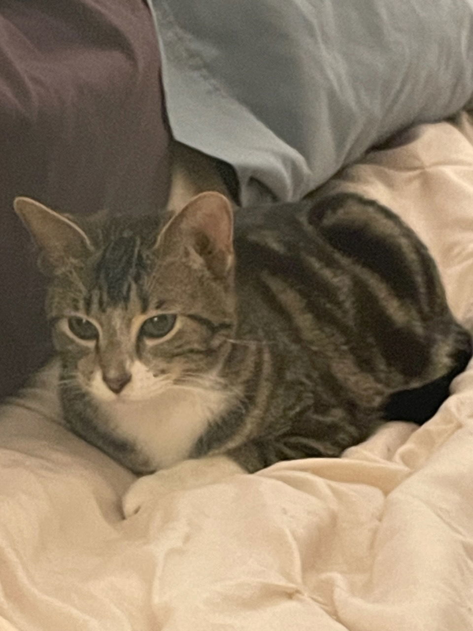 Churro, an adoptable Domestic Short Hair in Fort Collins, CO, 80524 | Photo Image 3