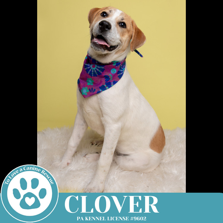 Clover (St. Patty's Pups) 030825
