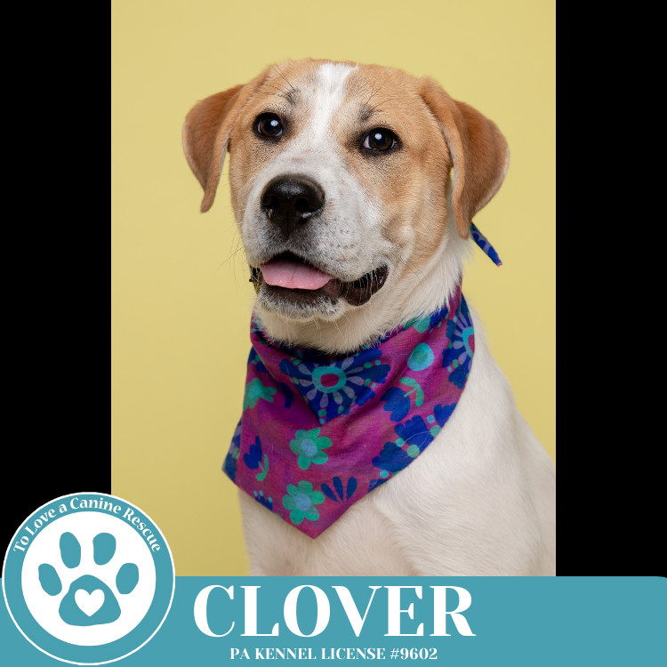 Clover (St. Patty's Pups) 030825