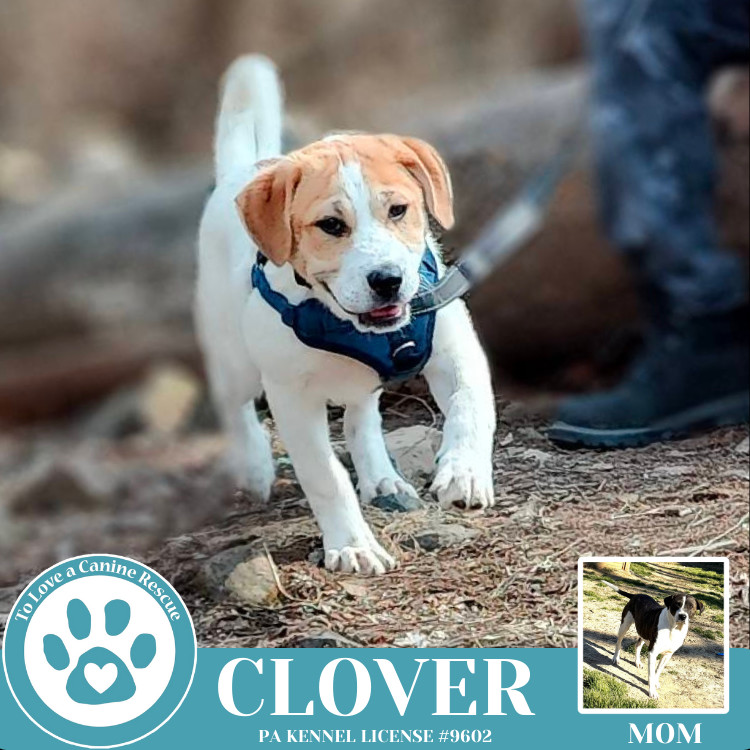 Clover (St. Patty's Pups) 030825