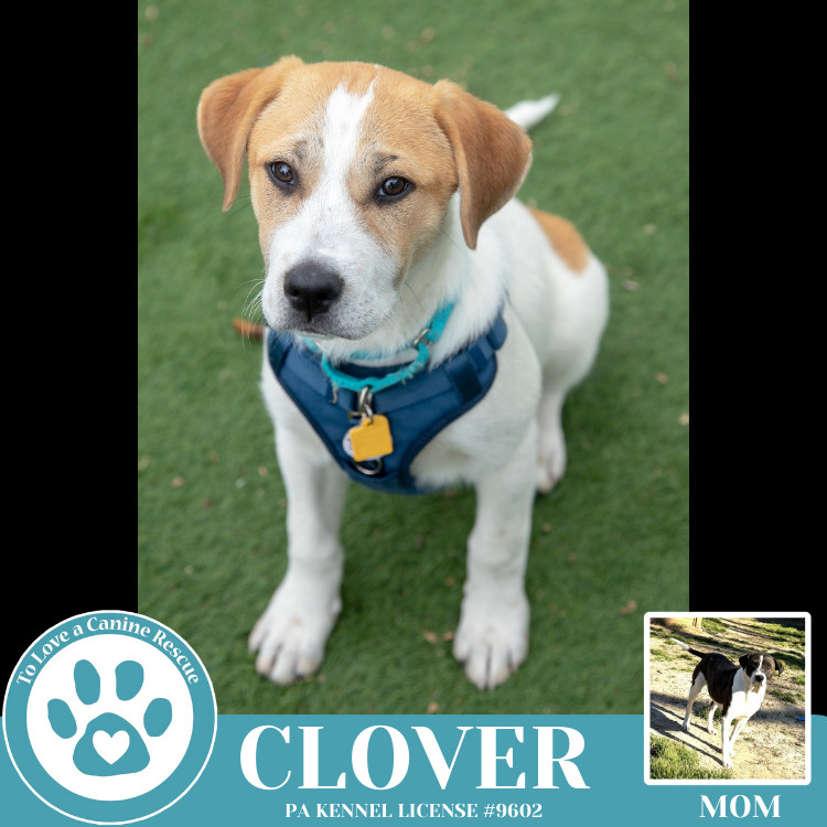 Clover (St. Patty's Pups) 030825