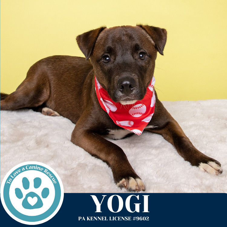 Yogi 030825