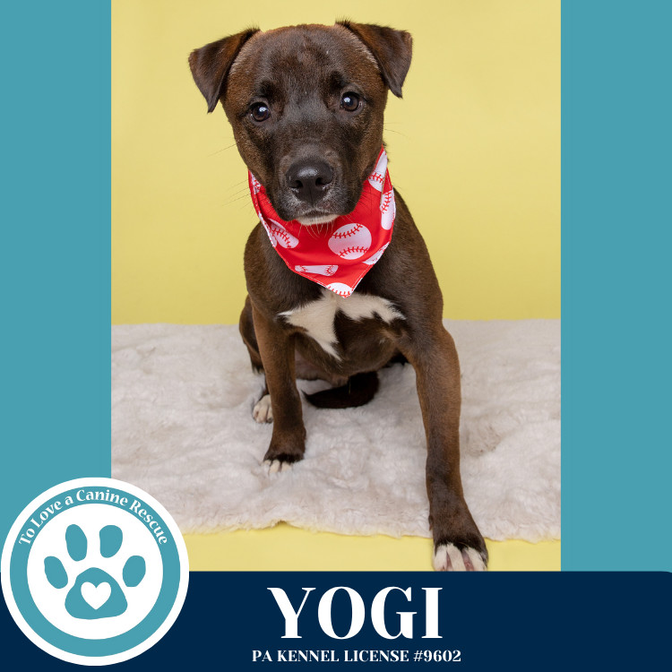 Yogi 030825