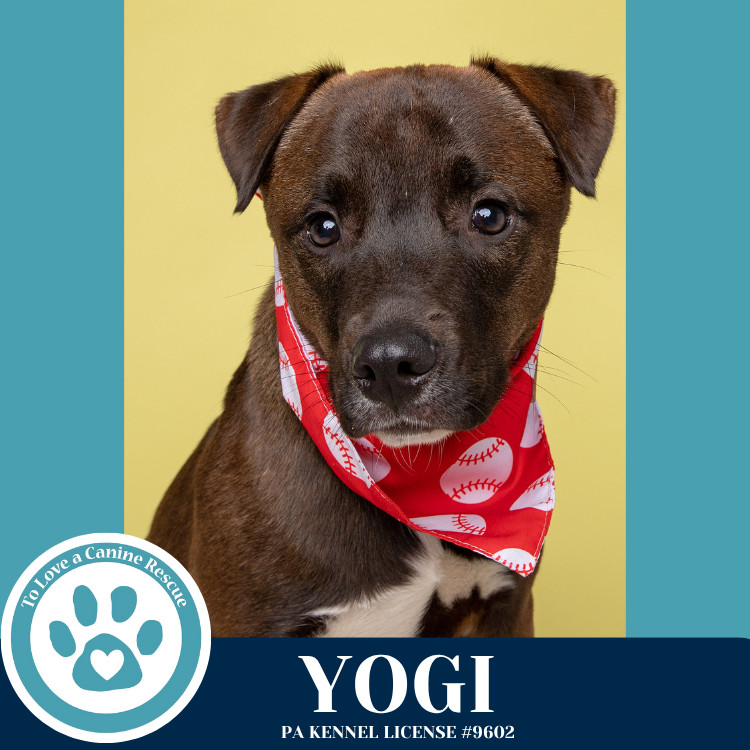 Yogi 030825