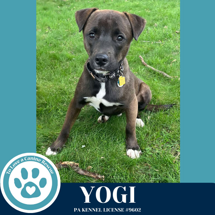 Yogi 030825