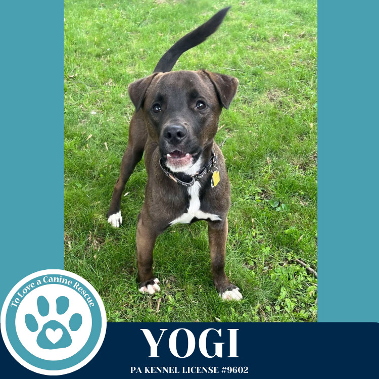 Yogi 030825