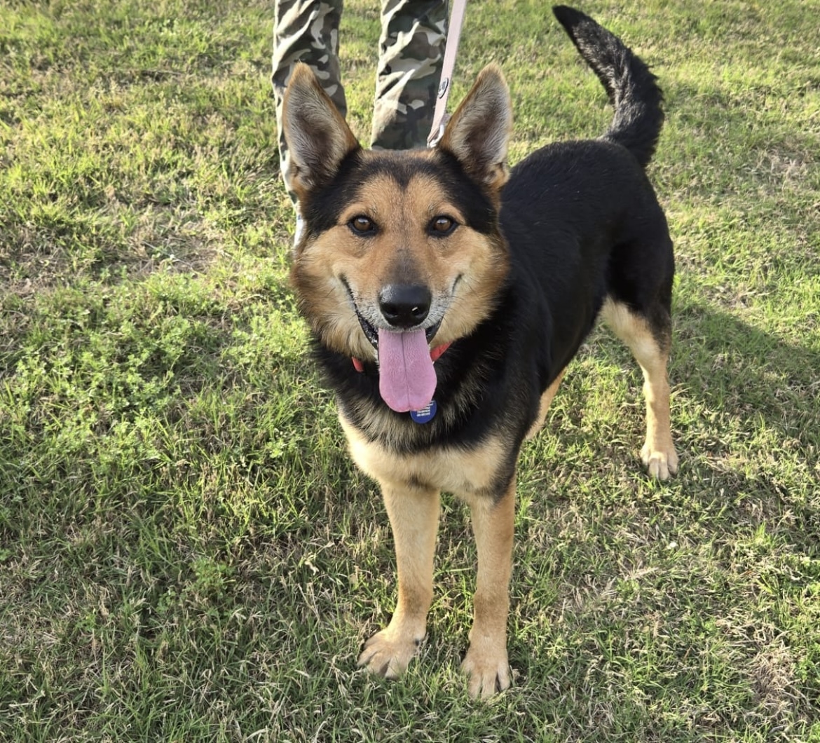 Buddy