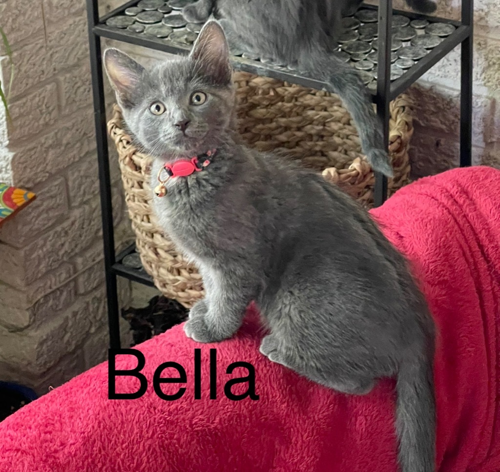 Bella bonded w/ Jack