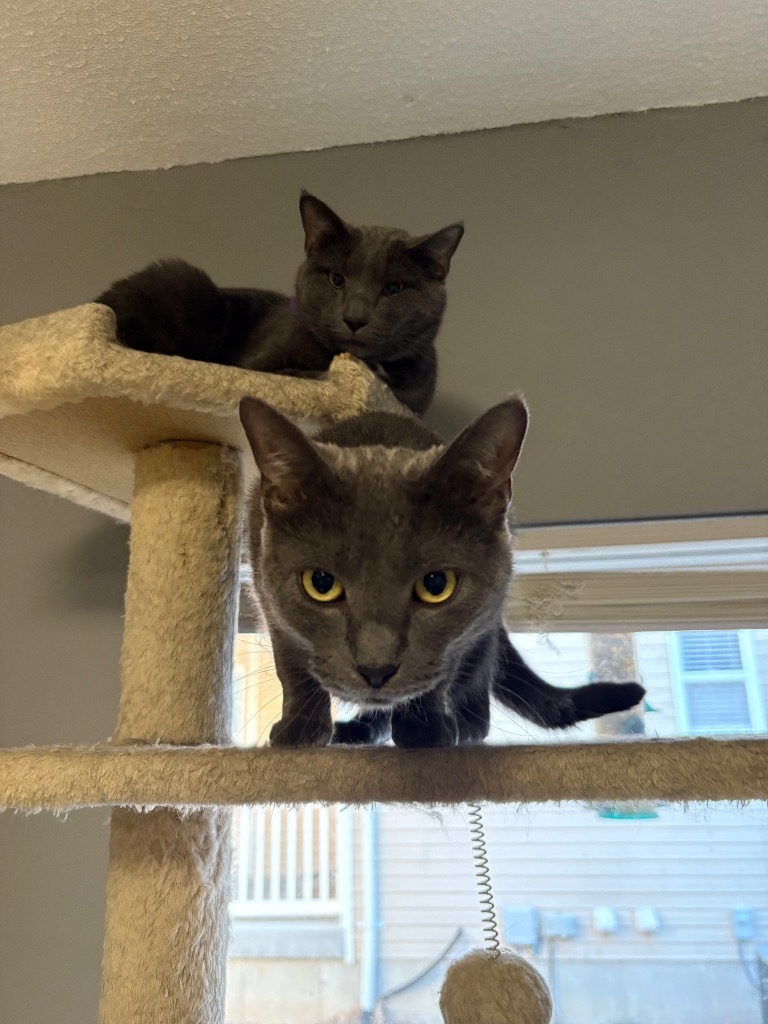 Bella bonded w/ Jack