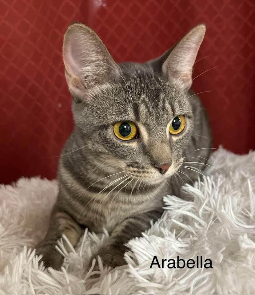 Arabella