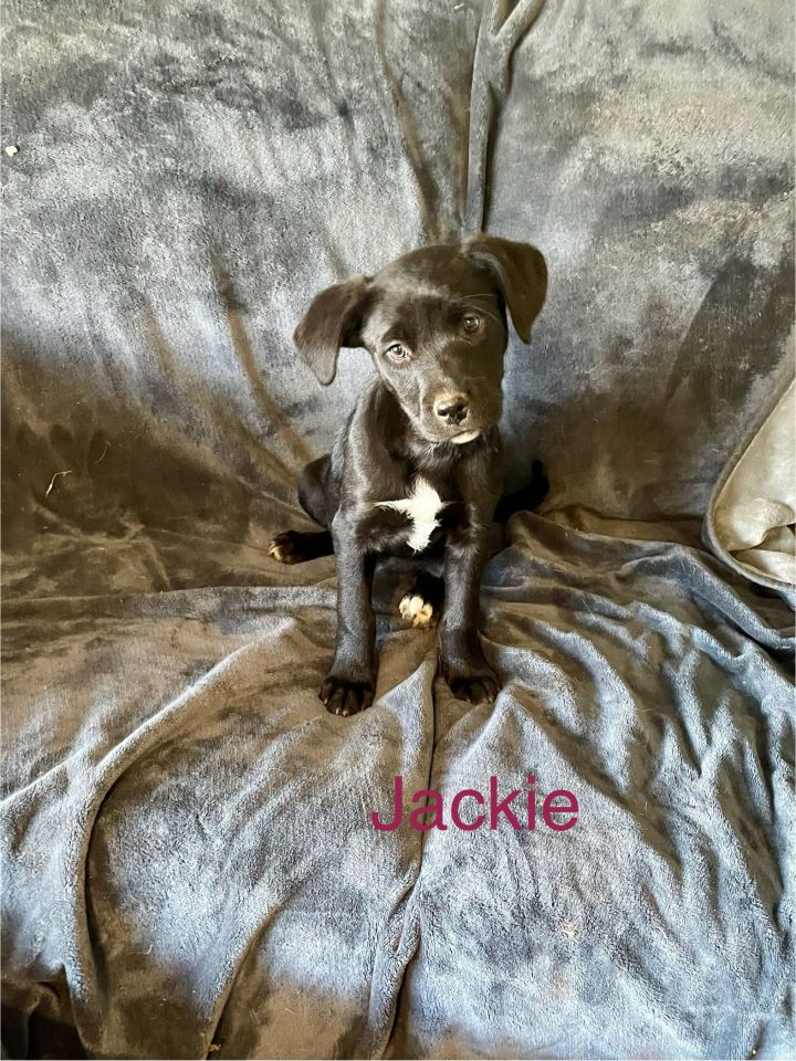 Jackie 1