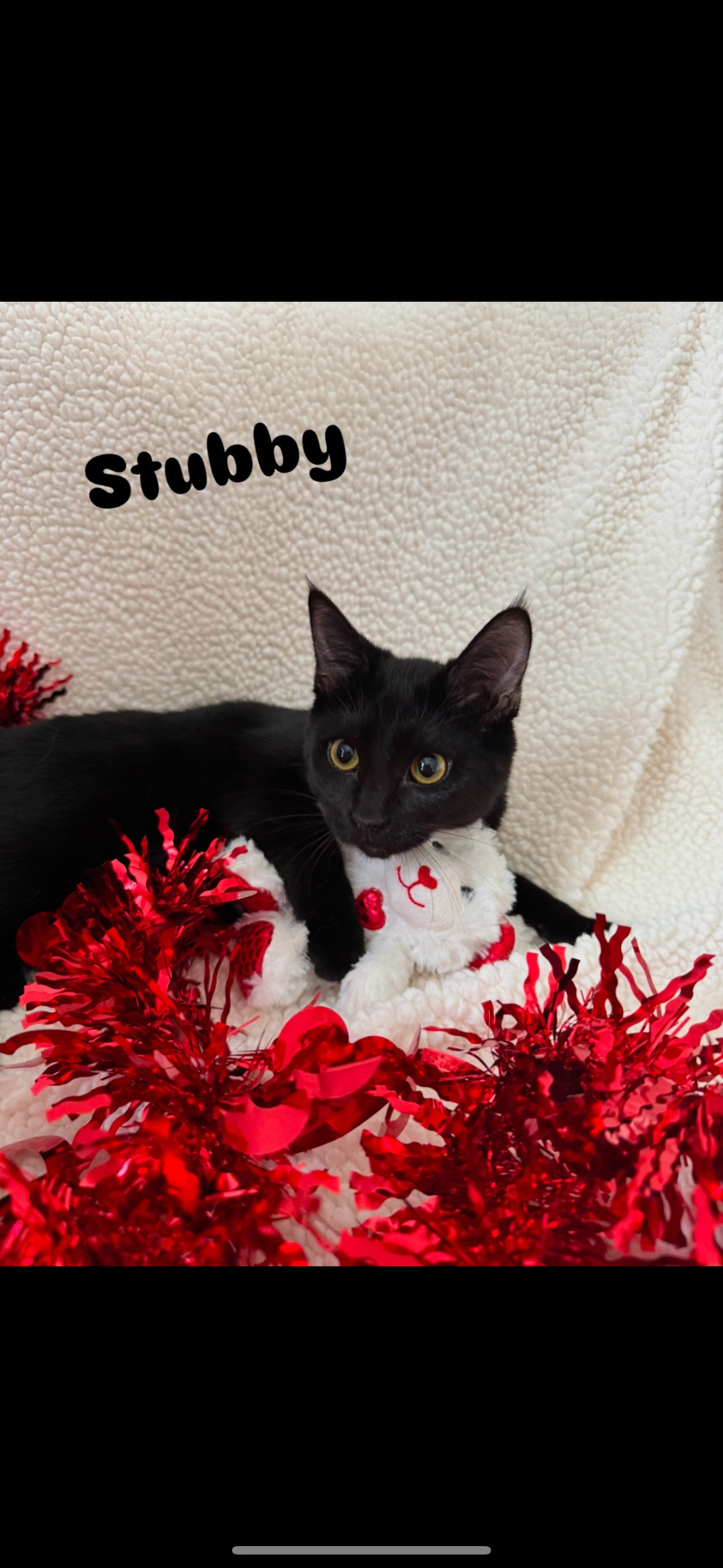 Mr Stubbs