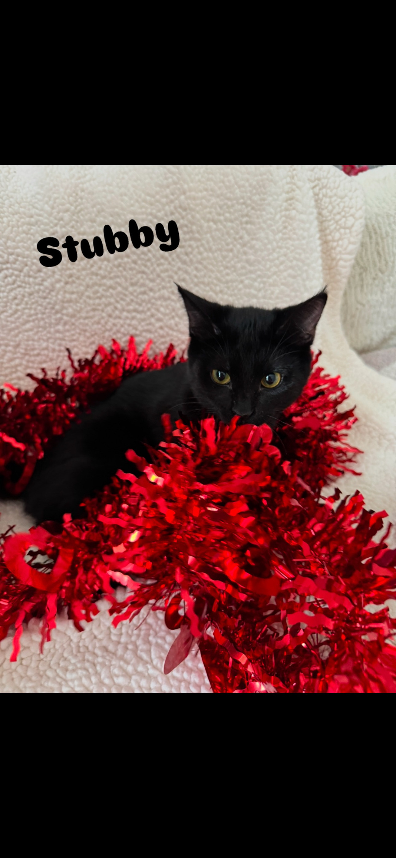 Mr Stubbs