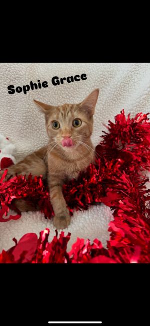 Sophie Grace, Baby Female Domestic Short Hair