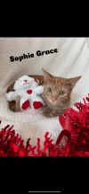 Sophie Grace photo 2