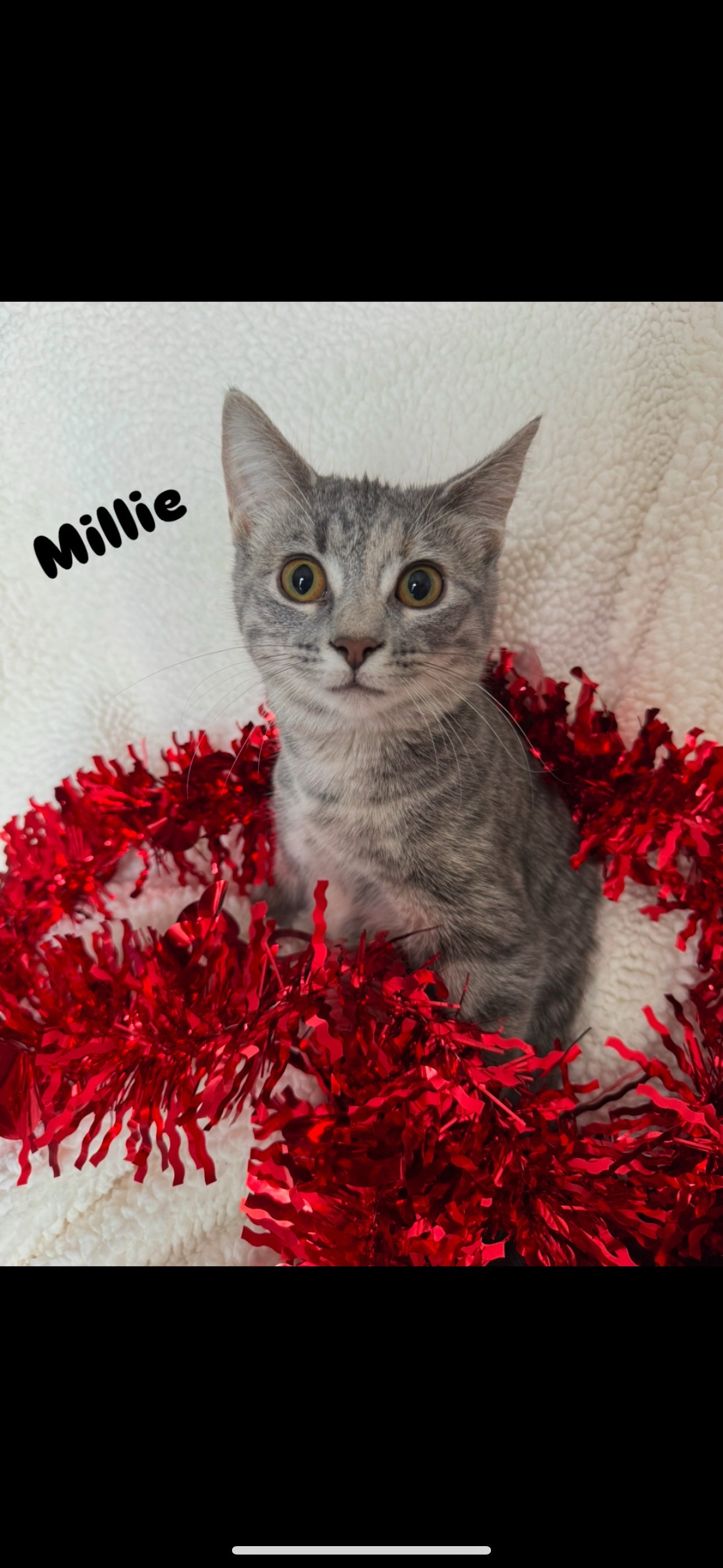 Millie