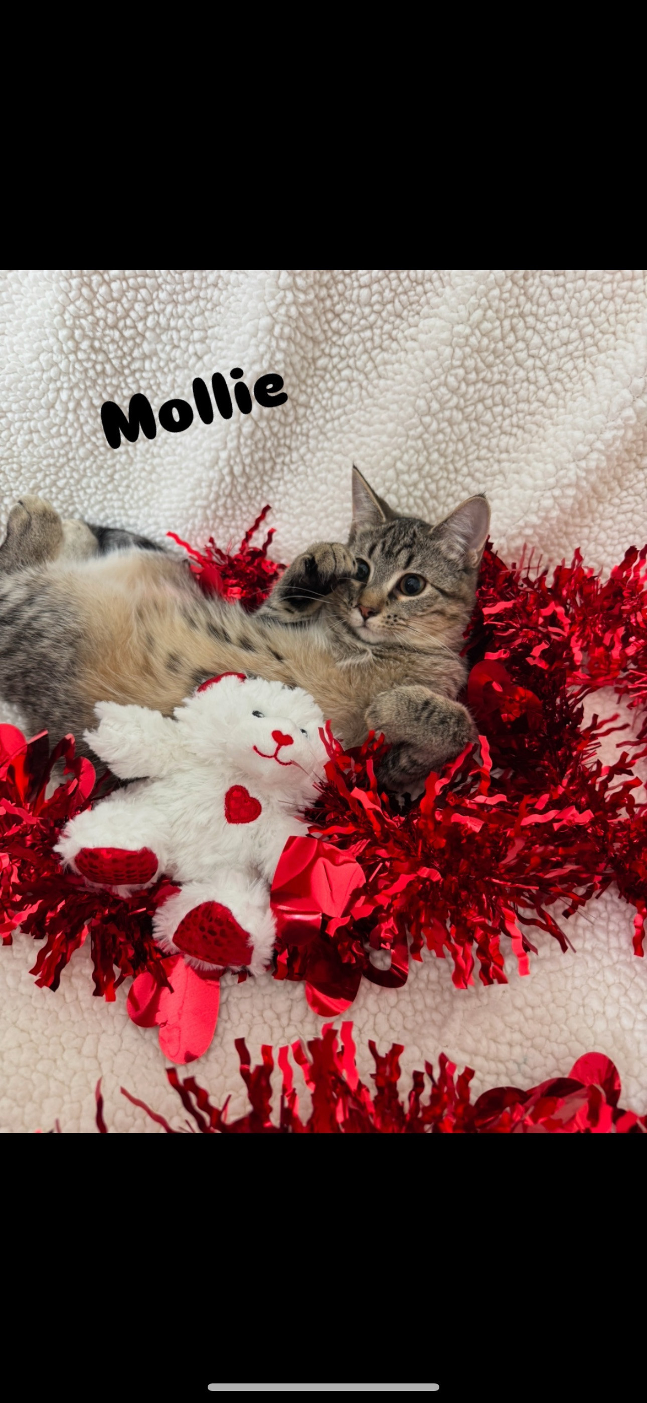 Mollie