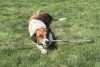 Available for Adoption - Atlas (located in USA)