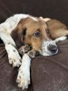 Available for Adoption - Atlas (located in USA)