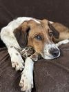 Available for Adoption - Atlas (located in USA)
