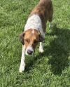 Available for Adoption - Atlas (located in USA)