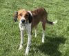 Available for Adoption - Atlas (located in USA)