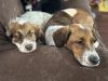 Available for Adoption - Atlas (located in USA)